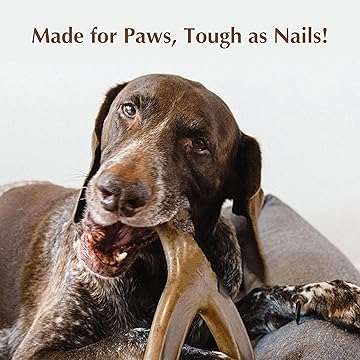 GiarCidia Tough Chew Toy for Dogs